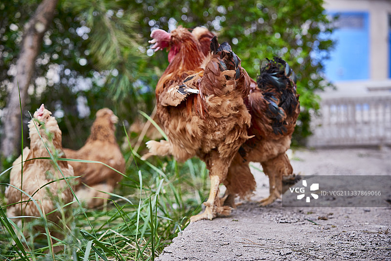 散养状态下散步在草地上的健康北京油鸡图片素材
