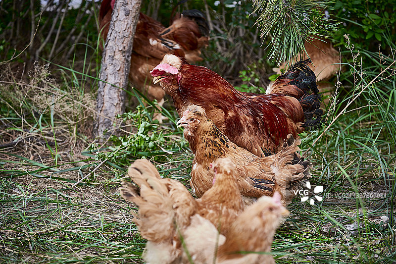散养状态下散步在草地上的健康北京油鸡图片素材