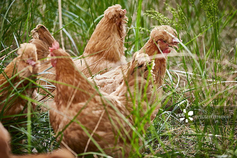 散养状态下散步在草地上的健康北京油鸡图片素材