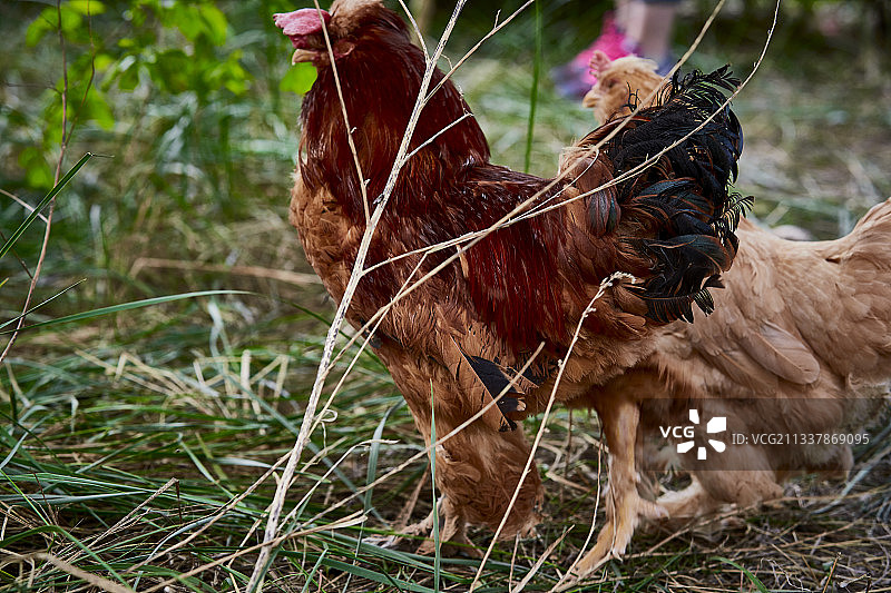 散养状态下散步在草地上的健康北京油鸡图片素材