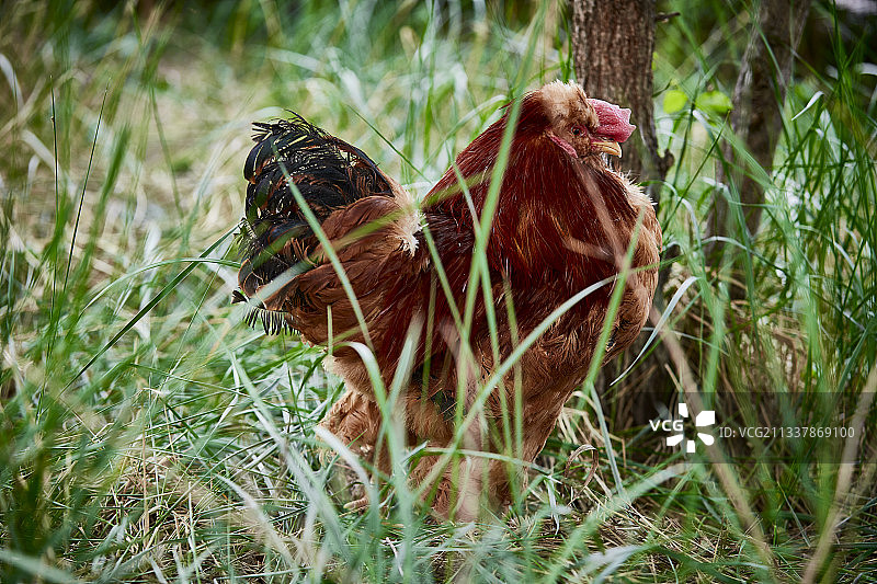 散养状态下散步在草地上的健康北京油鸡图片素材