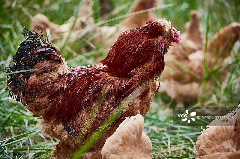 散养状态下散步在草地上的健康北京油鸡图片素材