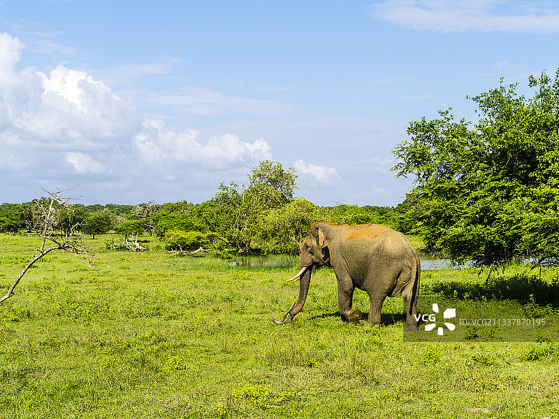 野生动物园的大象图片素材