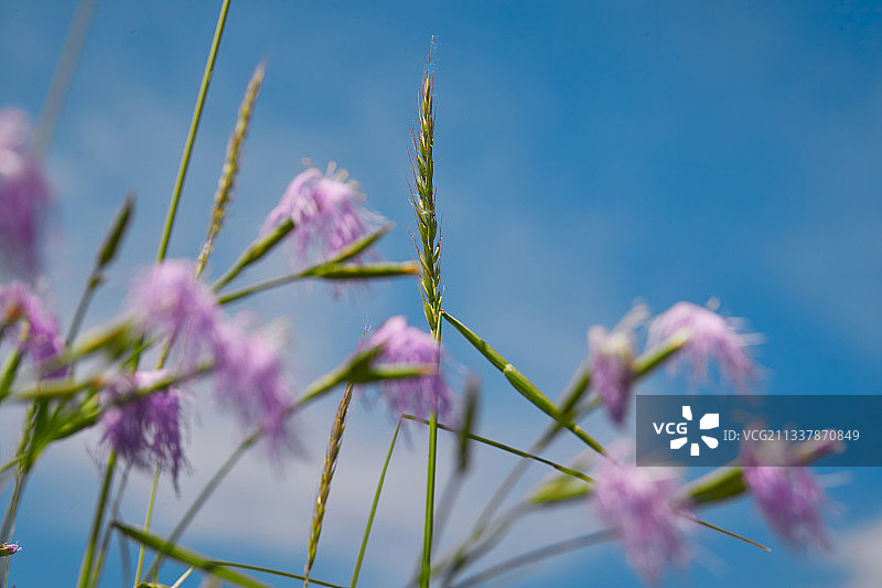 中国河北省张家口沽源县天鹅湖景区湿地花海图片素材