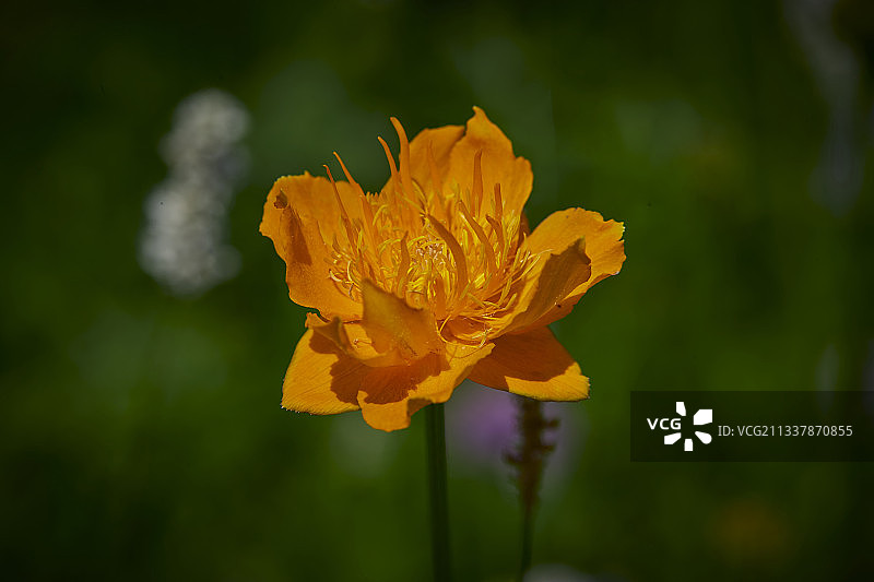 中国河北省张家口沽源县天鹅湖景区湿地花海图片素材