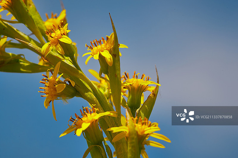 中国河北省张家口沽源县天鹅湖景区湿地花海图片素材