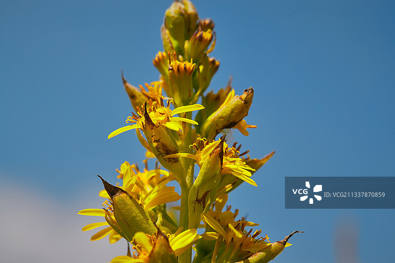 中国河北省张家口沽源县天鹅湖景区湿地花海图片素材