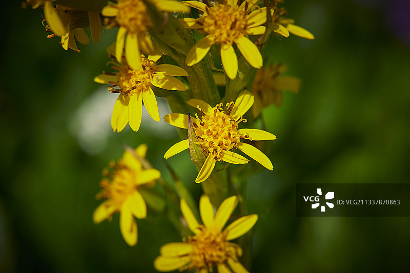 中国河北省张家口沽源县天鹅湖景区湿地花海图片素材