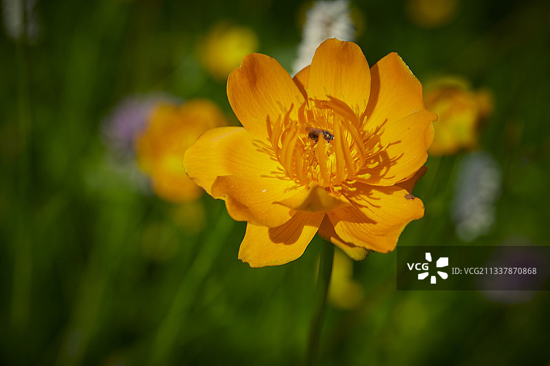 中国河北省张家口沽源县天鹅湖景区湿地花海图片素材