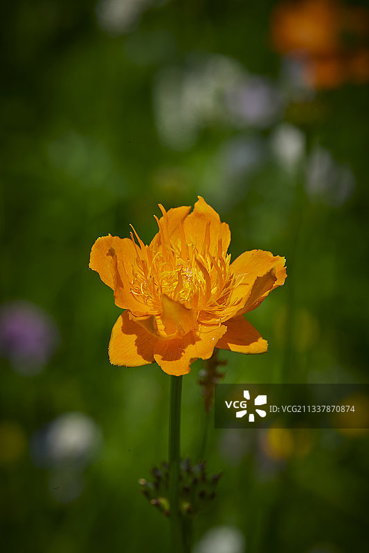 中国河北省张家口沽源县天鹅湖景区湿地花海图片素材