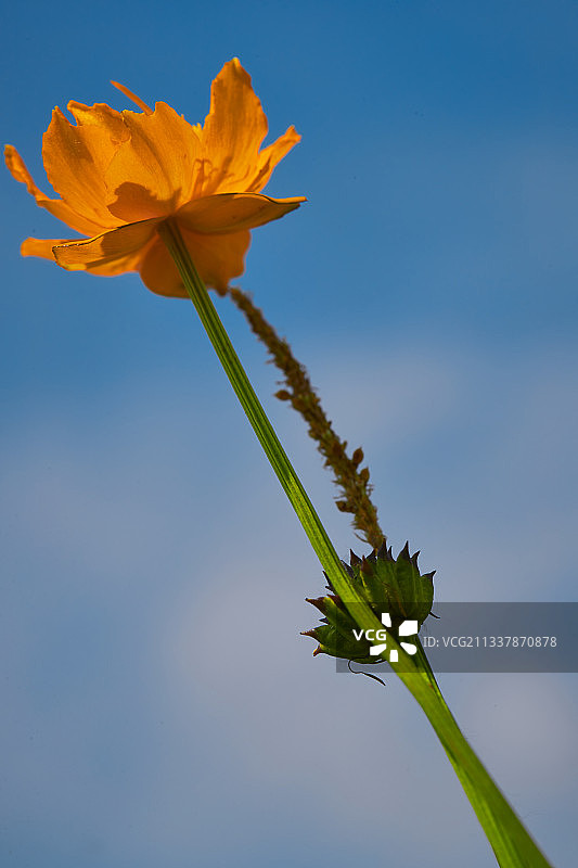 中国河北省张家口沽源县天鹅湖景区湿地花海图片素材
