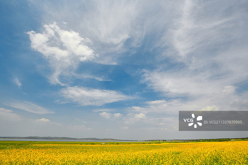 中国河北省张家口沽源县天鹅湖景区油菜花田图片素材