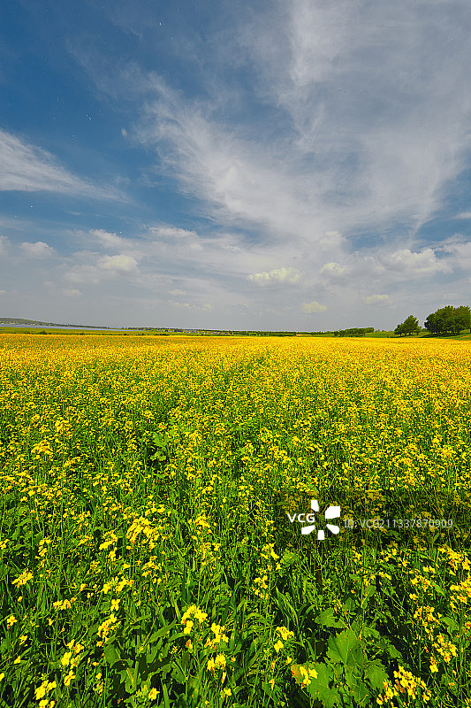 中国河北省张家口沽源县天鹅湖景区油菜花田图片素材