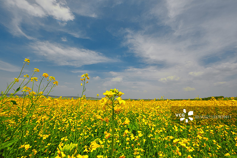 中国河北省张家口沽源县天鹅湖景区油菜花田图片素材