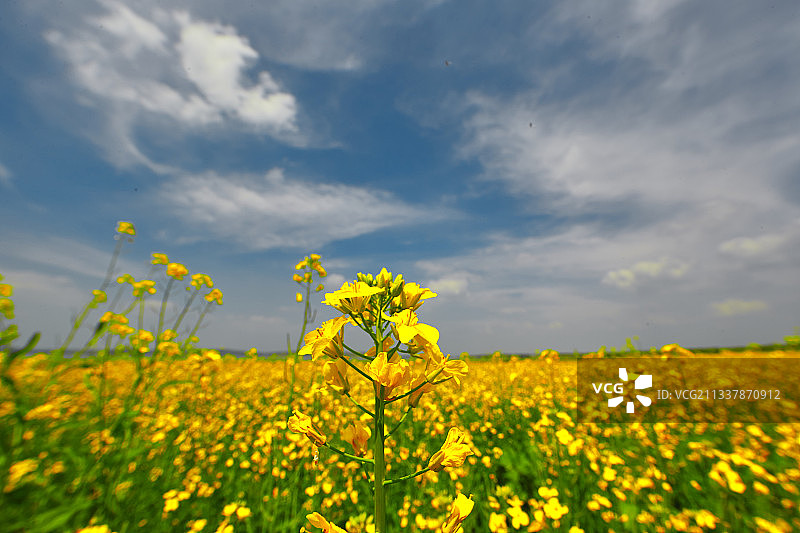 中国河北省张家口沽源县天鹅湖景区油菜花田图片素材