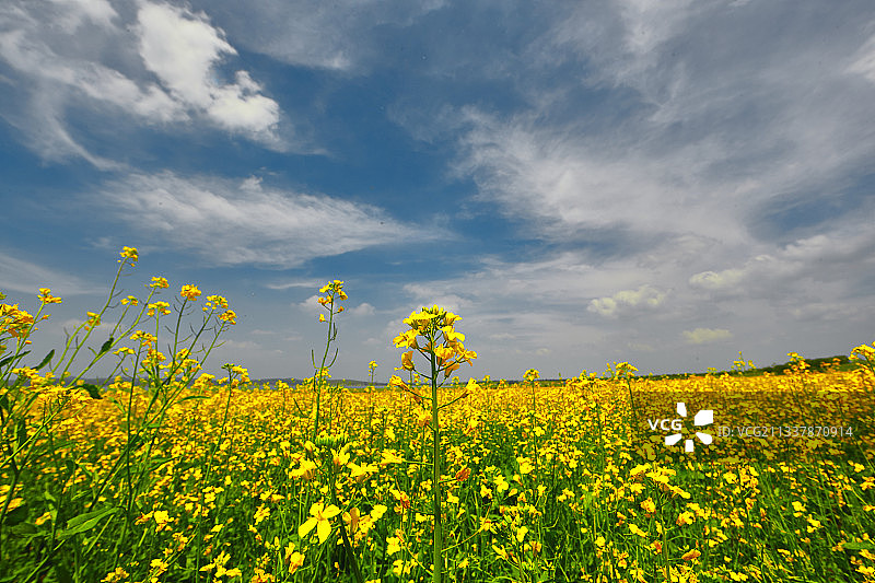 中国河北省张家口沽源县天鹅湖景区油菜花田图片素材
