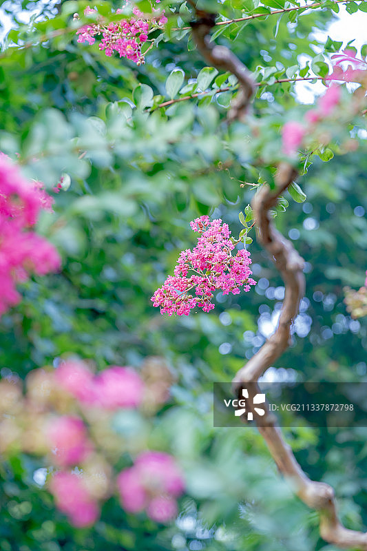 紫薇花图片素材