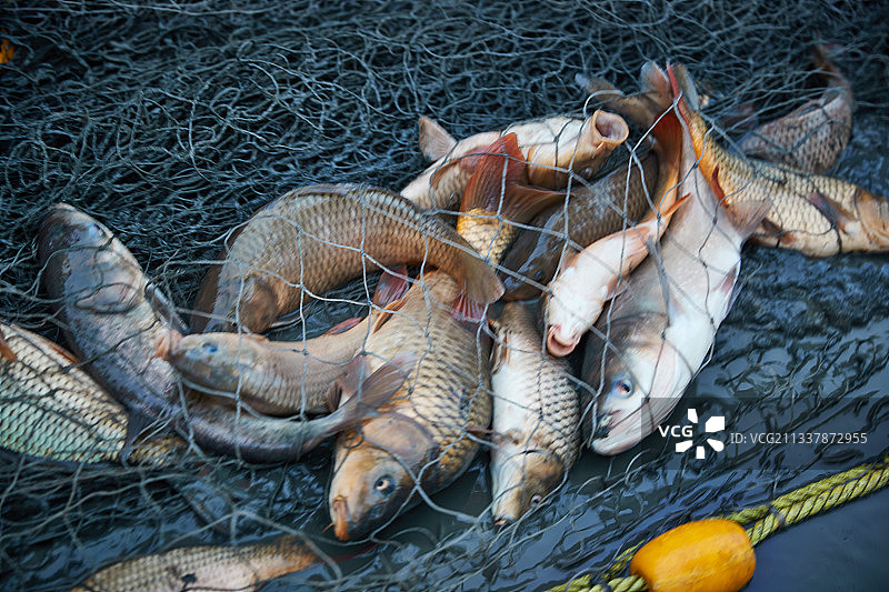 北方冬季湖面冰上捕鱼活动图片素材