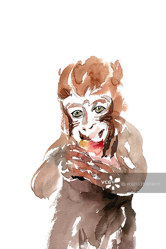 吃桃子的猴子图片素材