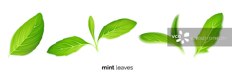 逼真的新鲜薄荷茶与绿叶图片素材