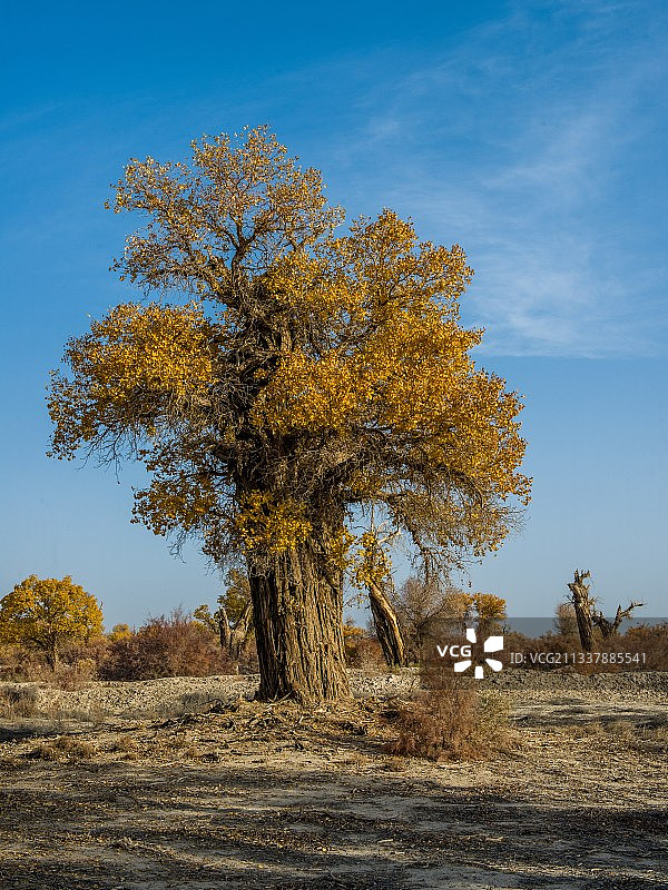 胡杨  摄于新疆轮台县图片素材