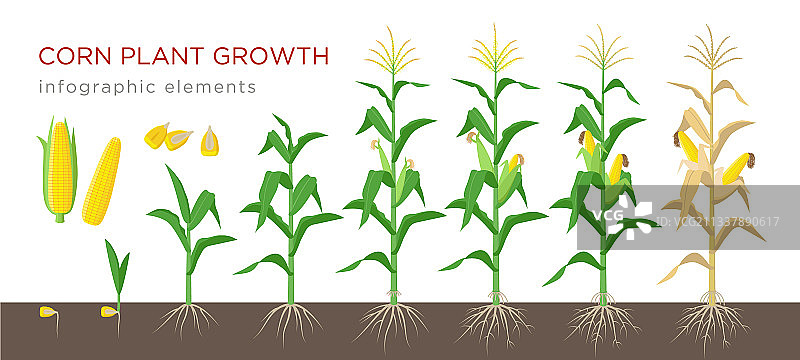 玉米生长阶段（扁平风格）图片素材