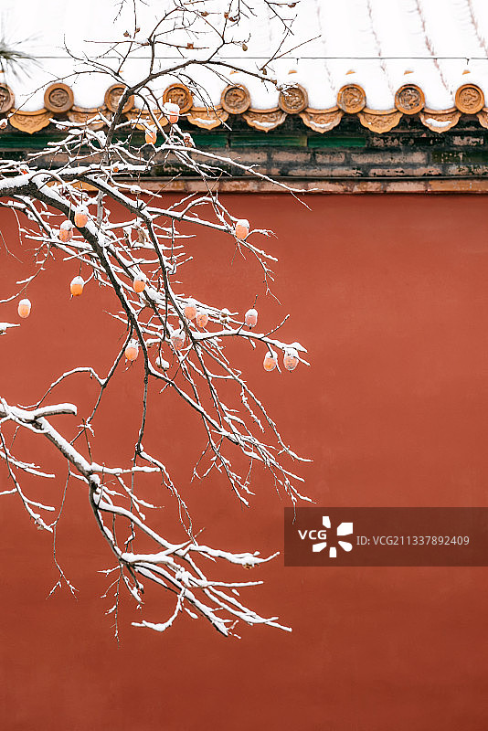 冬天下雪的故宫和柿子树图片素材