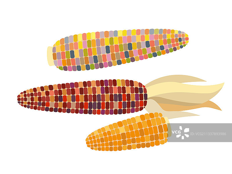 扁平风格的燧石玉米图片素材