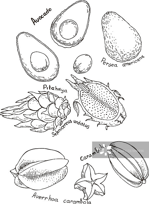 杨桃、鳄梨和红龙果涂鸦图片素材