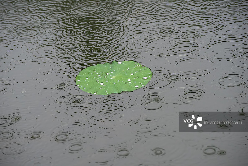 雨中池塘里的荷叶图片素材