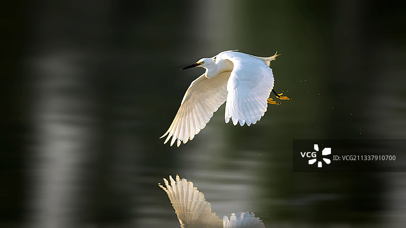 小白鹭--奔过去5.图片素材