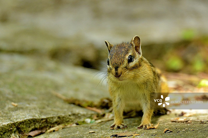 山里的漂亮花栗鼠，自由自在无忧无虑的生活！为我们增添无穷的乐图片素材
