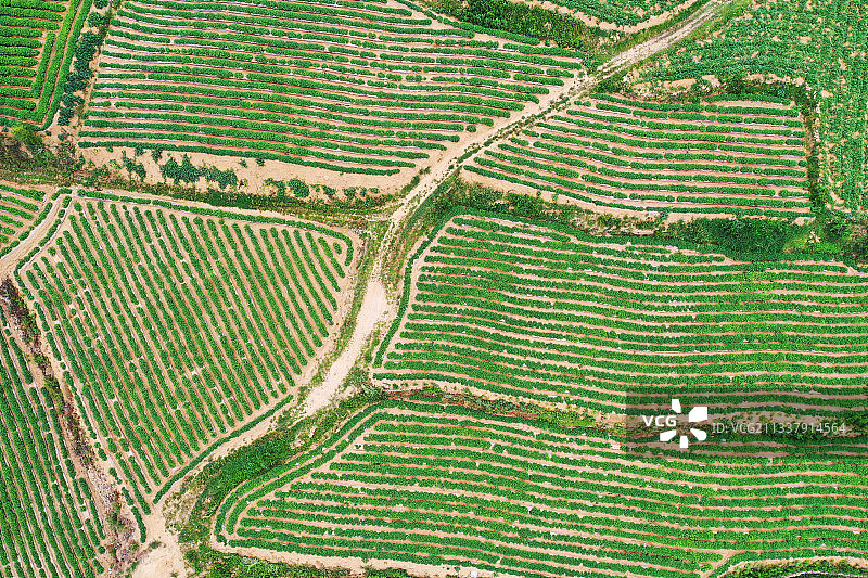 山东枣庄山亭区山坡梯田夏日美景图片素材