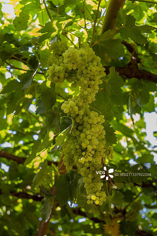 吐鲁番的葡萄图片素材