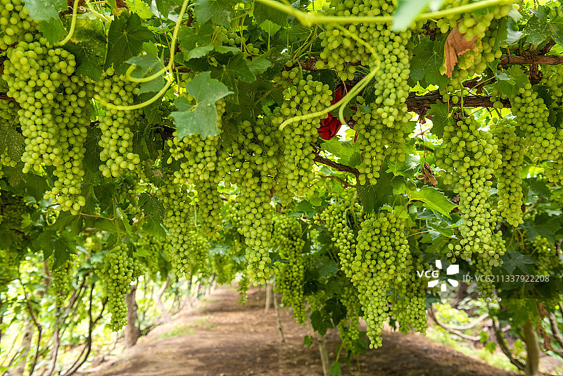吐鲁番的葡萄图片素材