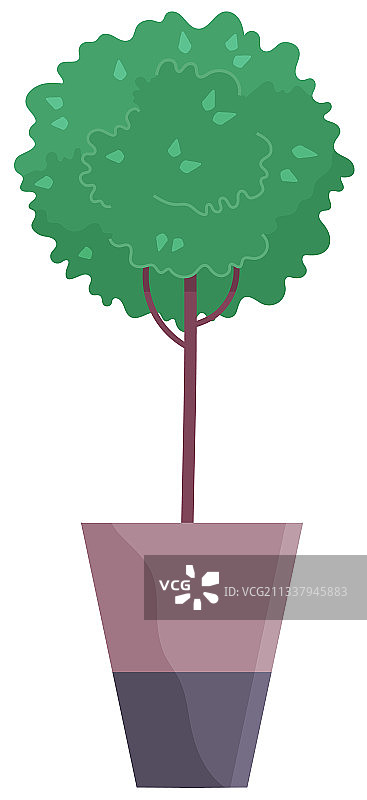 白色背景中的盆栽装饰树图片素材