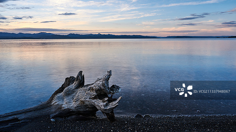 枯--美国黄石公园，黄石湖边图片素材