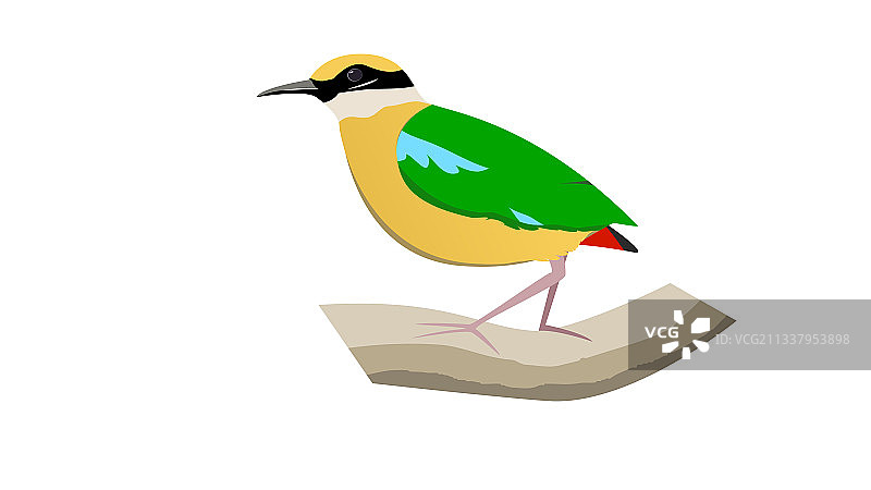 印度八色鸫图片素材