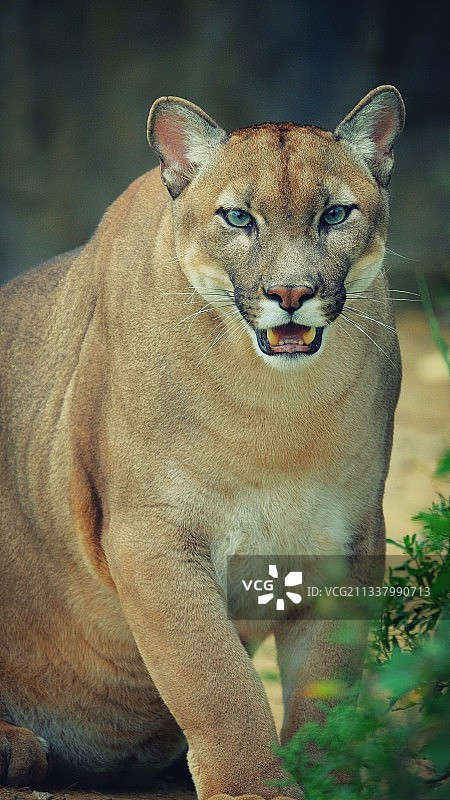 美洲狮的凝视图片素材