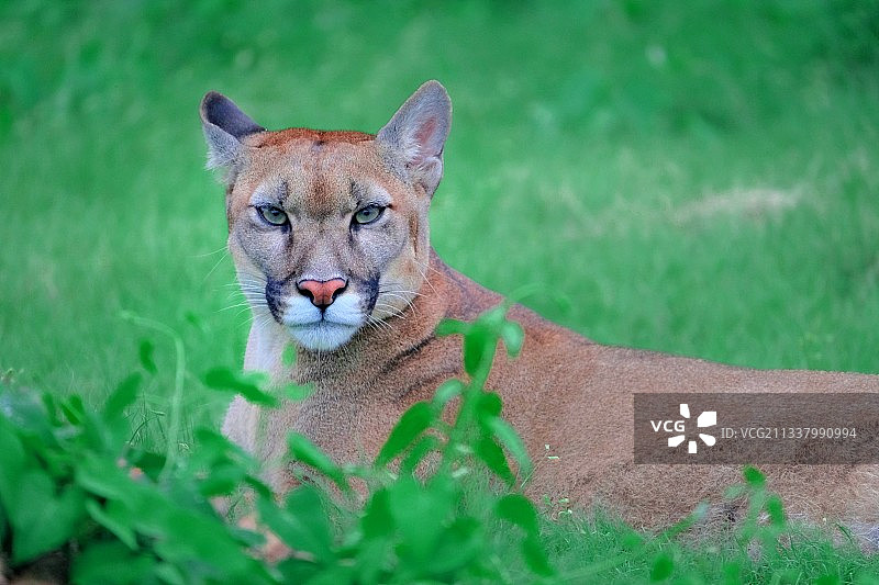 草地上的美洲狮图片素材