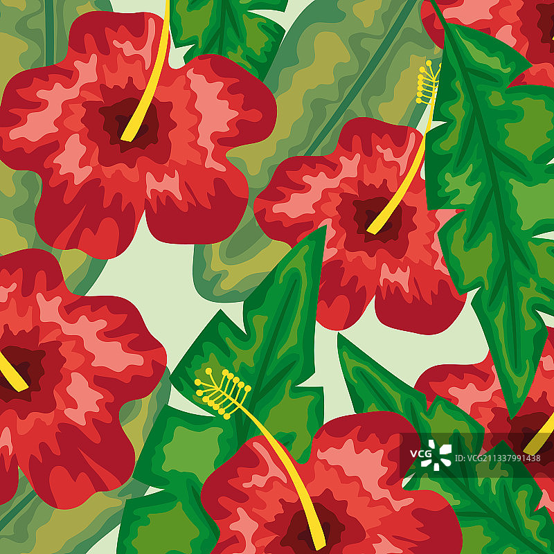 芙蓉花图片素材