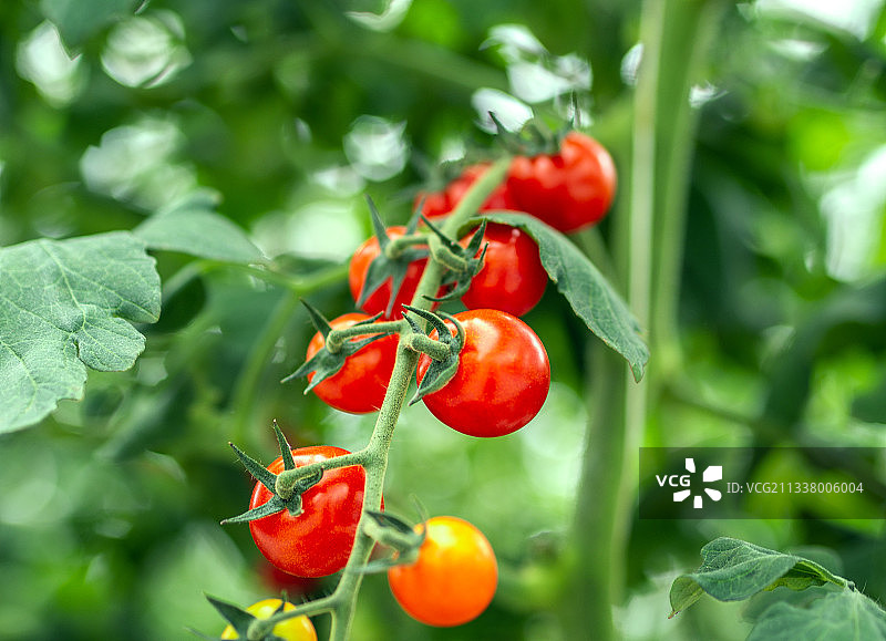 樱桃番茄 Cherry tomato图片素材