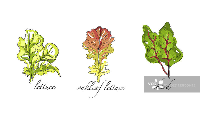 沙拉和绿叶蔬菜图片素材