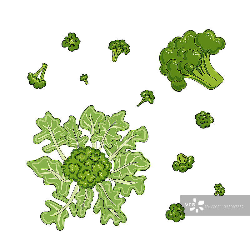 手绘西兰花甘蓝图片素材
