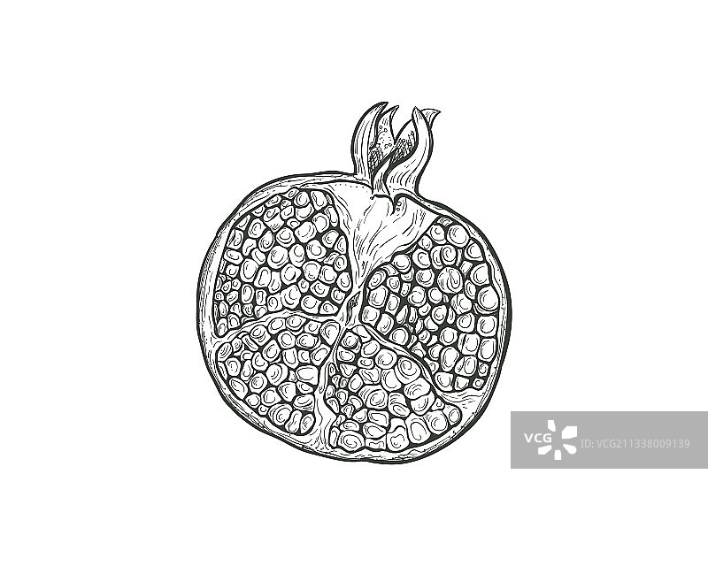 石榴果剖面草图图片素材