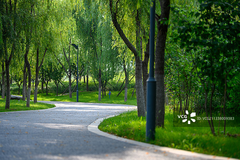 夏季城市公园林荫步道图片素材