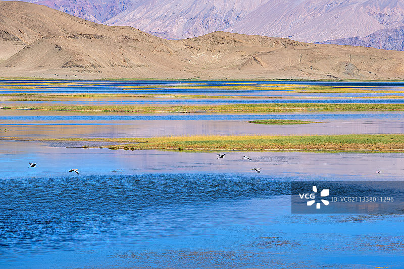 西藏阿里班公错湿地图片素材