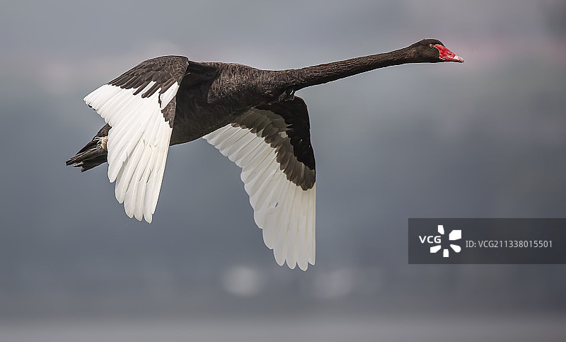 黑天鹅图片素材