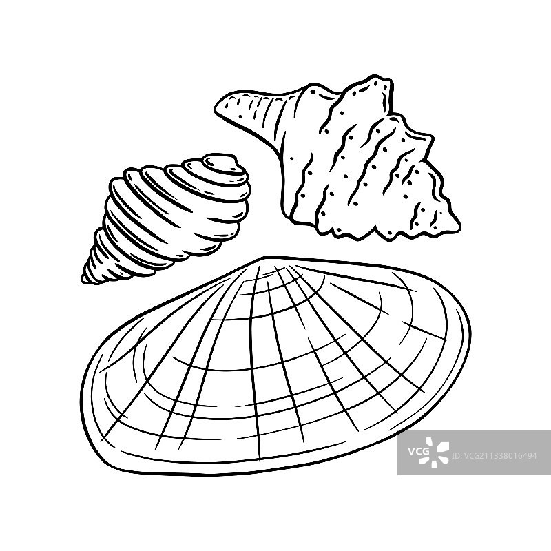 阳光下的维纳斯贝壳和其他白色隔离贝壳图片素材