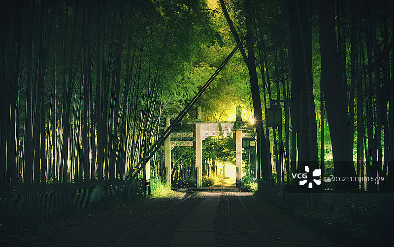 萤火虫季节--杭州云栖竹径图片素材